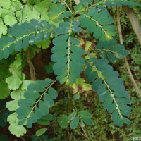 Phyllanthus debilis J.G.Klein ex Willd.